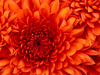 Thumb chrysanthemum